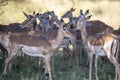 The impala or rooibok (Aepyceros melampus) is a medium-sized antelope found in eastern and southern Africa. Royalty Free Stock Photo