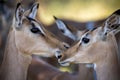 The impala or rooibok (Aepyceros melampus) is a medium-sized antelope found in eastern and southern Africa. Royalty Free Stock Photo