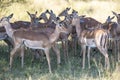 The impala or rooibok (Aepyceros melampus) is a medium-sized antelope found in eastern and southern Africa. Royalty Free Stock Photo