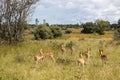 The impala or rooibok (Aepyceros melampus), medium-sized antelope resting in savannah grass, in Imire Rhino & Wildlife Conservancy Royalty Free Stock Photo