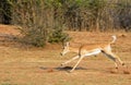 Impala running on the dry savannah in Matusadona National Park Royalty Free Stock Photo