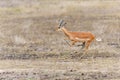 Impala running in the Kruger National Park