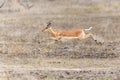 Impala running in the Kruger National Park