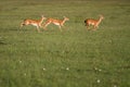 Impala running in Masai Mara