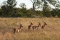 Impala in Sabi Sand, South Africa Royalty Free Stock Photo