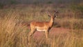 Impala at the savanna of Waterberg Royalty Free Stock Photo