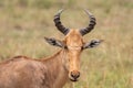 Impala in Serengeti National Park Tanzania Africa Royalty Free Stock Photo