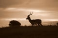 An Impala silhoette at sunset