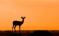 Impala silhouette against African sunset Royalty Free Stock Photo