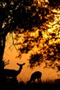 Impala silhouette at sunset Royalty Free Stock Photo