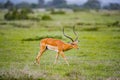 Impala slows down after being chased by a cheetah Royalty Free Stock Photo
