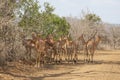 Impala/ Sodwana Bay National Park