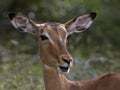 Impala, South Africa