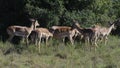 Impala, South Africa