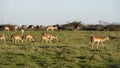 Impala, South Africa Royalty Free Stock Photo