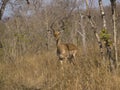 Impala in South African brush