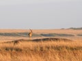 An impala standing guard at masai mara