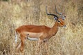 An impala standing in long grass Royalty Free Stock Photo