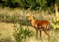 Impala staring at camera at Lake Naivasha