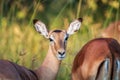 Impala starring at the camera in Chobe.