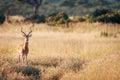 An Impala starring at the camera.