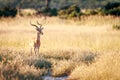 An Impala starring at the camera.