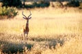 An Impala starring at the camera.