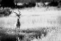 An Impala starring at the camera.