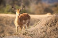 Impala starring at the camera.