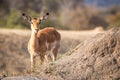 Impala starring at the camera.