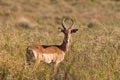 Impala stood in grass Royalty Free Stock Photo