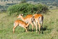 Impala Suckling and Smelling Royalty Free Stock Photo