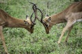 Impala sudafricano. Aepyceros melampus melampus Royalty Free Stock Photo