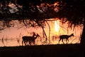 Impala at sunset Royalty Free Stock Photo