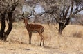 Impala, Tanzania Royalty Free Stock Photo