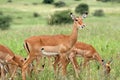 Impala in Tarangire National Park, Tanzania