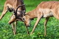 Impala territorial fight for dominanace Royalty Free Stock Photo