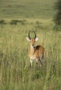 Impala in Uganda