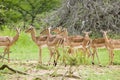 Impala in Umfolozi Game Reserve, South Africa, established in 1897