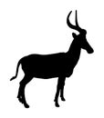 Impala vector silhouette isolated on white background. African antelope portrait. Safari attraction. Royalty Free Stock Photo