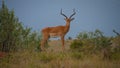 Impala on the watch Royalty Free Stock Photo