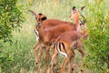 Impala watchful in the bushs Aepyceros melampus South Africa Kruger National Park Royalty Free Stock Photo