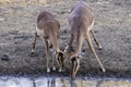 Impala  in water, drinking at watering hole Royalty Free Stock Photo
