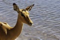 Impala  in water, drinking at watering hole Royalty Free Stock Photo