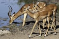 Impala  in water, drinking at watering hole Royalty Free Stock Photo