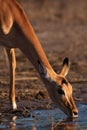 Impala on waterhole