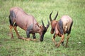 Impala in the wild Royalty Free Stock Photo