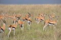 Impala in the wild Royalty Free Stock Photo