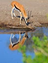 Impala in the wild Royalty Free Stock Photo