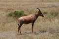 Impala in the wild Royalty Free Stock Photo